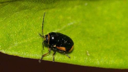 Réf. 324 357 : Cryptocephalus moraei